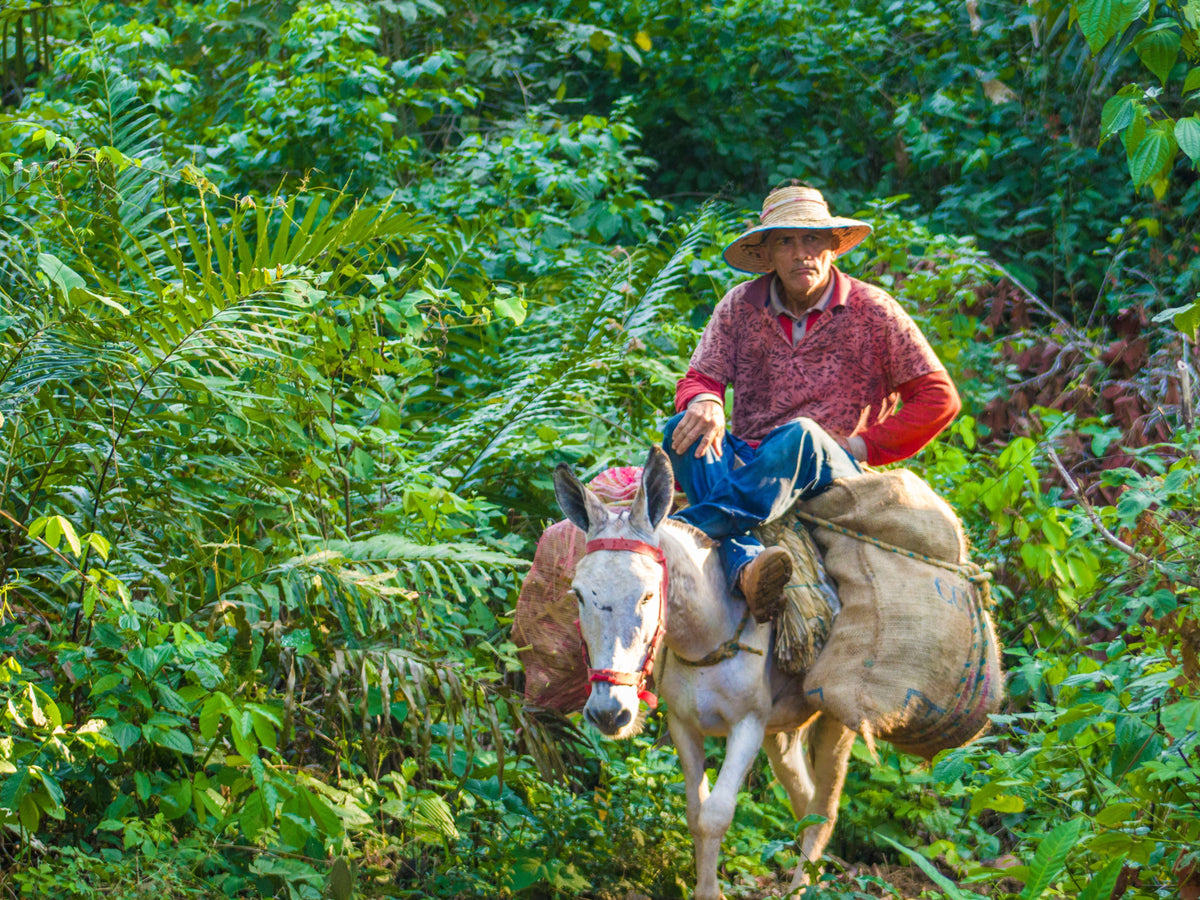 Café de especialidade Caseta – Guatemala Huehuetenango – imagem 2