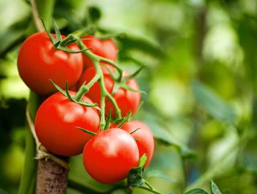 Tomate